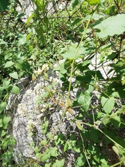 Antigonon flavescens