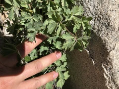 Aquilegia pubescens