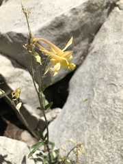 Aquilegia pubescens