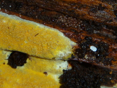 Crustodontia chrysocreas