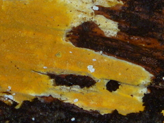 Crustodontia chrysocreas