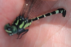 Austroepigomphus praeruptus