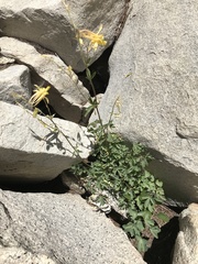 Aquilegia pubescens