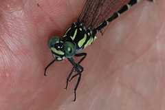 Austroepigomphus praeruptus