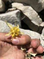 Aquilegia pubescens
