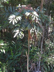 Cupaniopsis newmanii