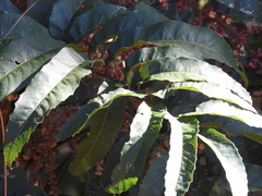 Cupaniopsis newmanii