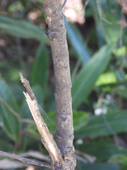 Cupaniopsis newmanii