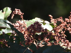 Cupaniopsis newmanii