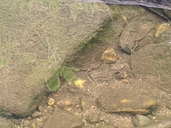 Rhinichthys atratulus