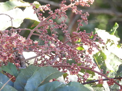 Cupaniopsis newmanii