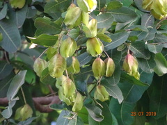 Terminalia arjuna