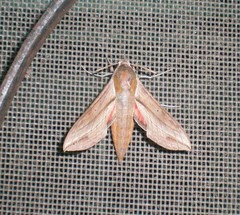 Hippotion boerhaviae