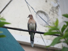 Streptopelia senegalensis