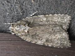Acronicta rumicis