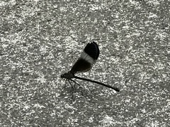 Psolodesmus mandarinus