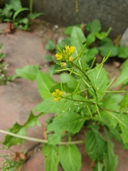 Rorippa indica