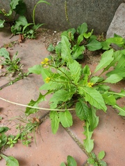 Rorippa indica