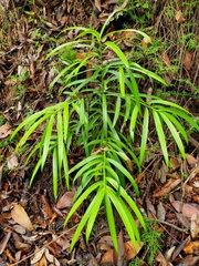 Podocarpus matudae