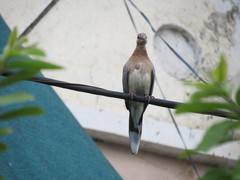 Streptopelia senegalensis