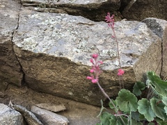 Heuchera sanguinea