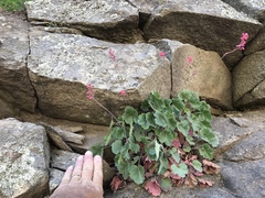 Heuchera sanguinea