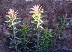 Acrotriche divaricata