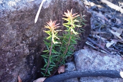 Acrotriche divaricata