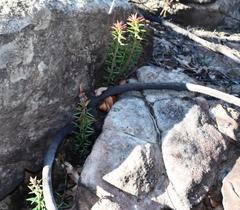 Acrotriche divaricata