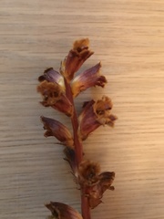 Orobanche laxissima