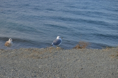 Larus michahellis