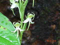 Habenaria gibsonii