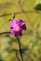 Ipomoea dumetorum