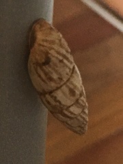 Brephulopsis