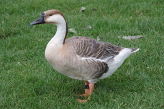 Anser cygnoides