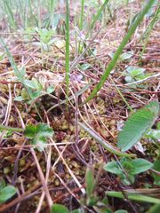 Pinguicula villosa