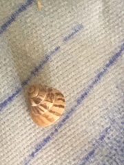 Brephulopsis