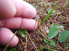 Pinguicula villosa