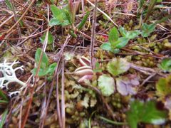 Pinguicula villosa