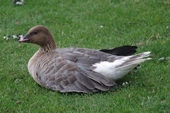 Anser brachyrhynchus