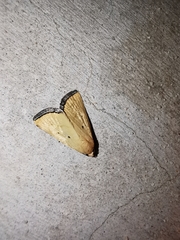 Marimatha nigrofimbria