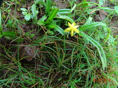 Hypoxis aurea