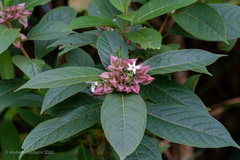 Clerodendrum fortunatum