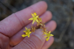 Sedum radiatum radiatum