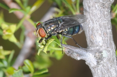 Cochliomyia