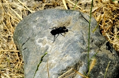 Chlorion aerarium