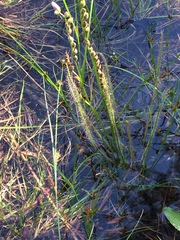 Drosera filiformis