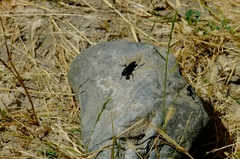 Chlorion aerarium