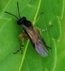 Athalia rosae