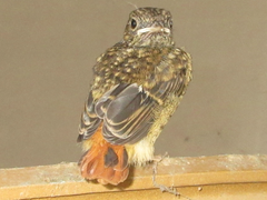 Phoenicurus auroreus